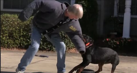 Simple guide to teach your dogs to guard people and objects