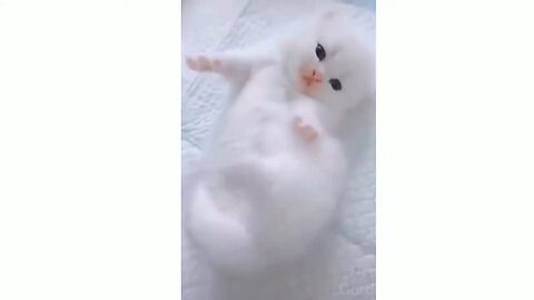 Cute cats funny 😍😅