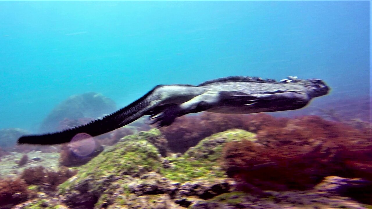 Marine lizard is shockingly graceful in the surf of the Galapagos