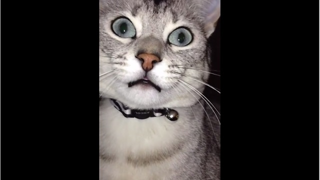 Vocal cat loves to chat with human