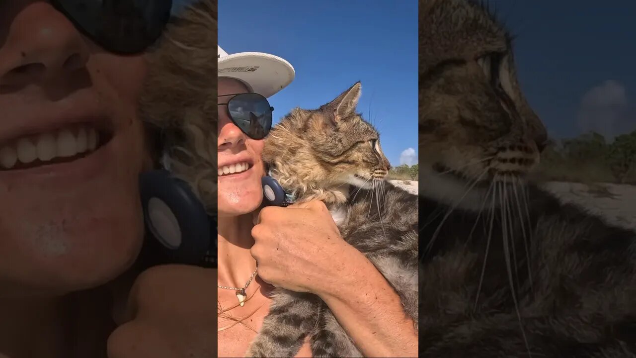 BOAT CAT swimming at the beach!! #sailboat