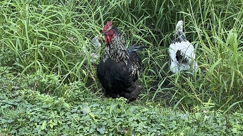 Chicken- PeckerHead the Rooster