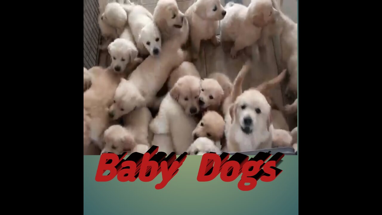 Baby Dogs,Cute Dogs,