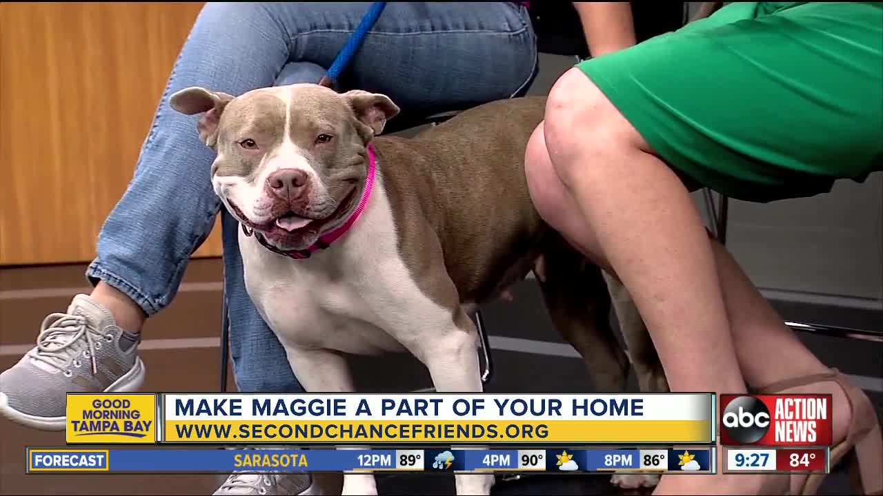 Rescues in Action Aug. 10 | Make Maggie your own