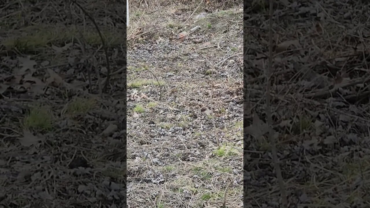 I found a Head