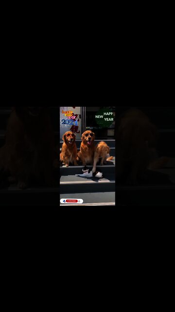 Happy New Year Dear All Youtube Lovers 2022 #Shorts