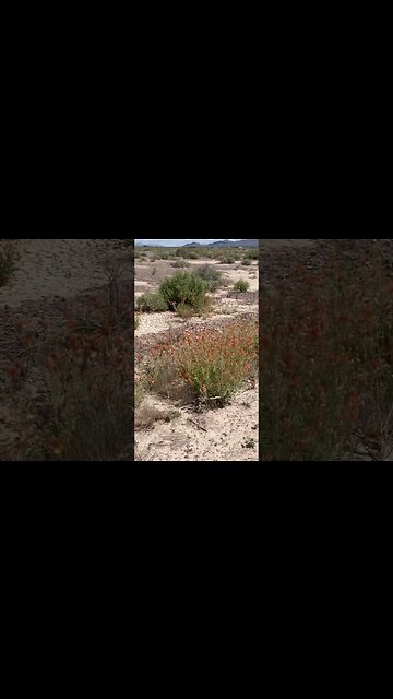 DESERT FLOWERS IN BLOOM