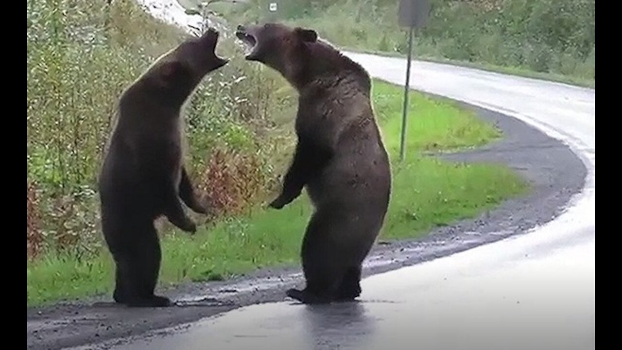 Two bears fight on the road