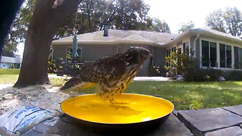 Backyard Bathing - young hawk enjoying the bird bath