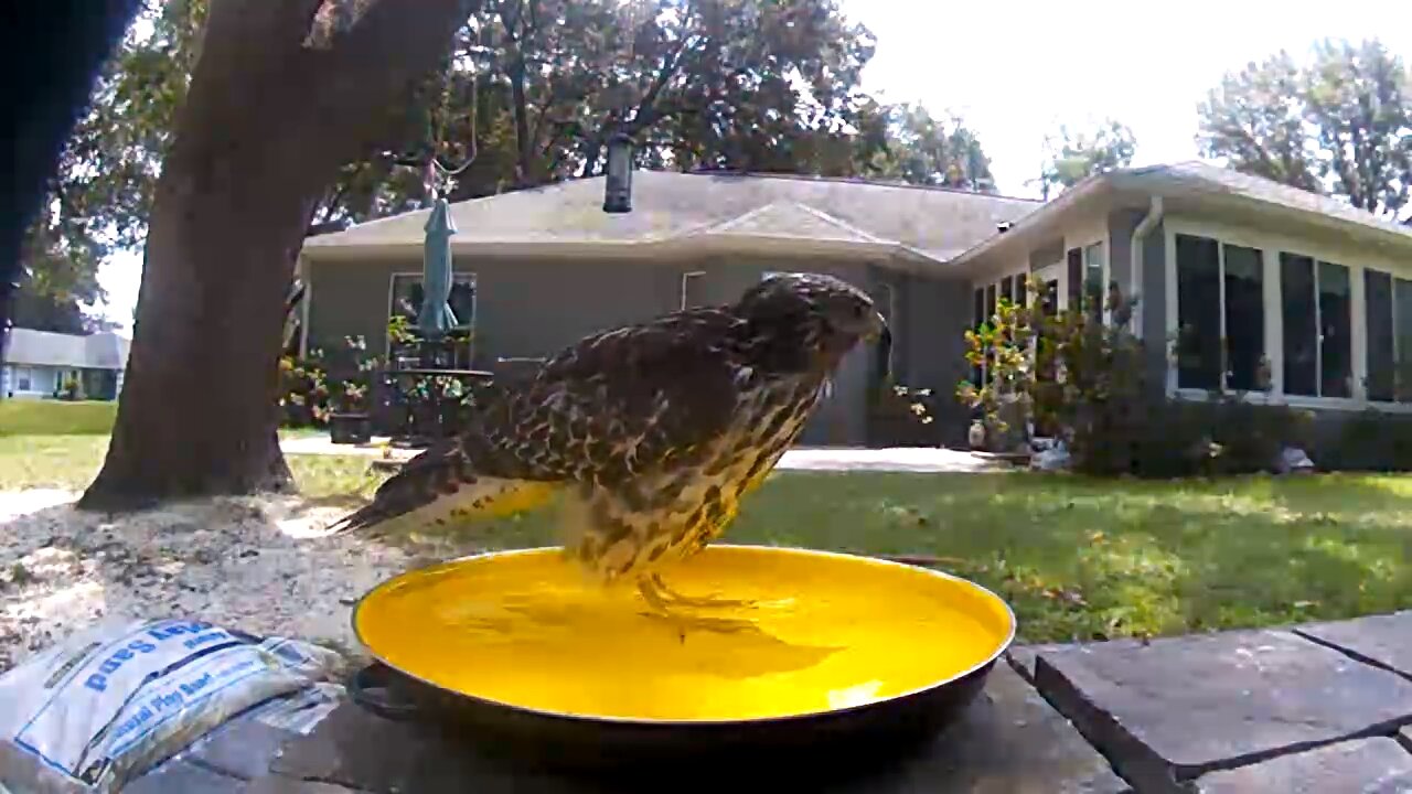 Backyard Bathing - young hawk enjoying the bird bath