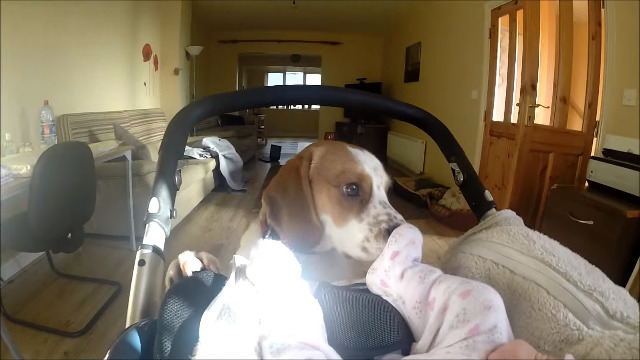 Curious dog closely investigates newborn baby