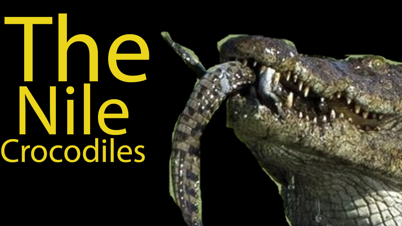 The Nile Crocodiles