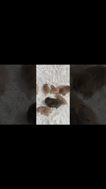 Most Amazing and trending video||relaxing your mind||trendig videos|| #shorts #trending #viral #live