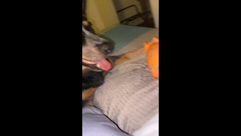 Hog killer