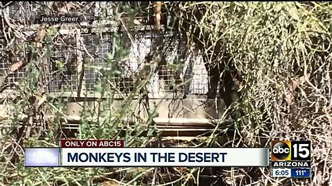 Monkey facility run by out-of-state university