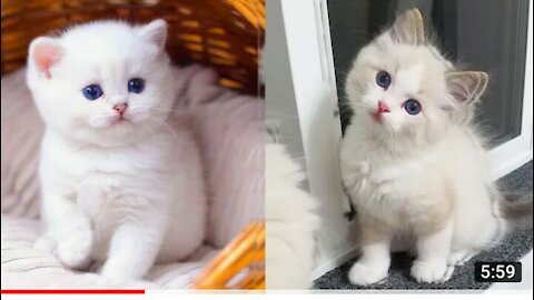 Baby cat. Cute and funny video cat compilation. (1)
