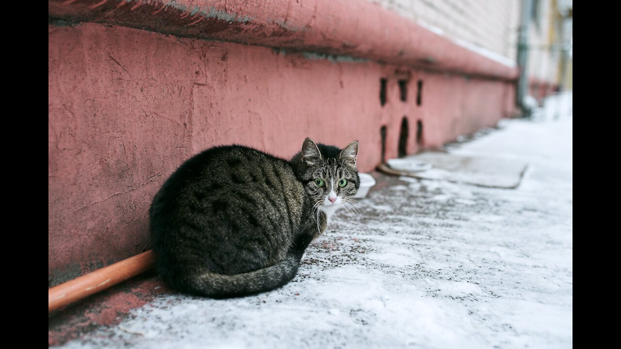 Funny animals compilation #89.