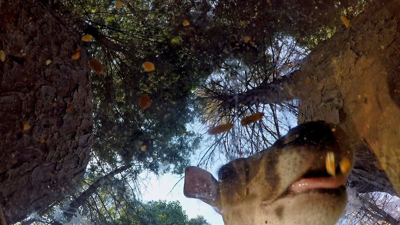 White Tailed Deer - Mouth Cam - Feeding