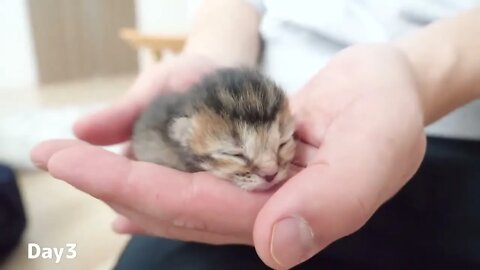 How kitten Kiki grows up: from 0-30 days