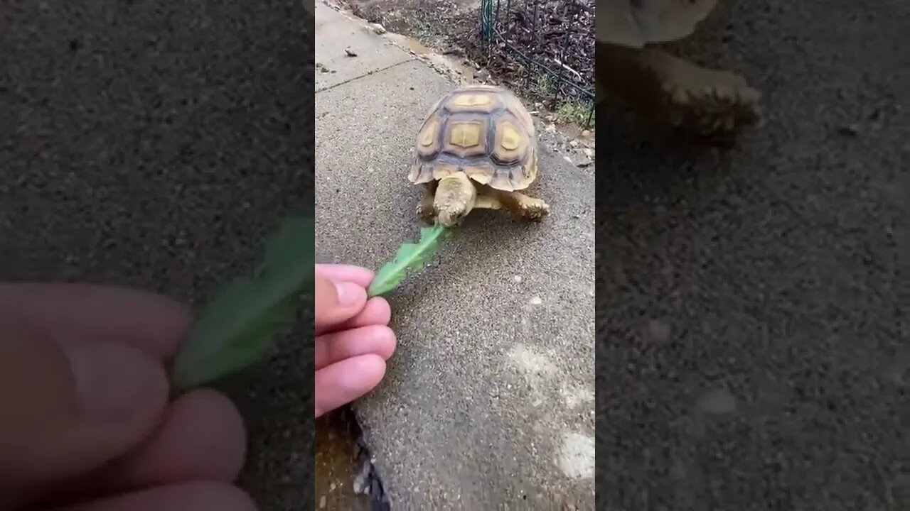 Tortoise Jaw Power *BITE TEST* #Shorts #ytshorts #UbertainmentFun #Tortoise #Turtle #Bite #Test