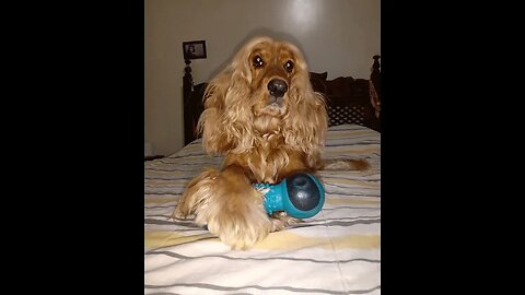 #dogshow , #animals , #dogs , #shorts