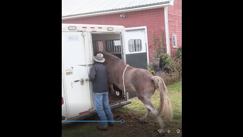 First Session advancing Hank's trailering skills - tail tug back - send horse in - 26 Sept 2022