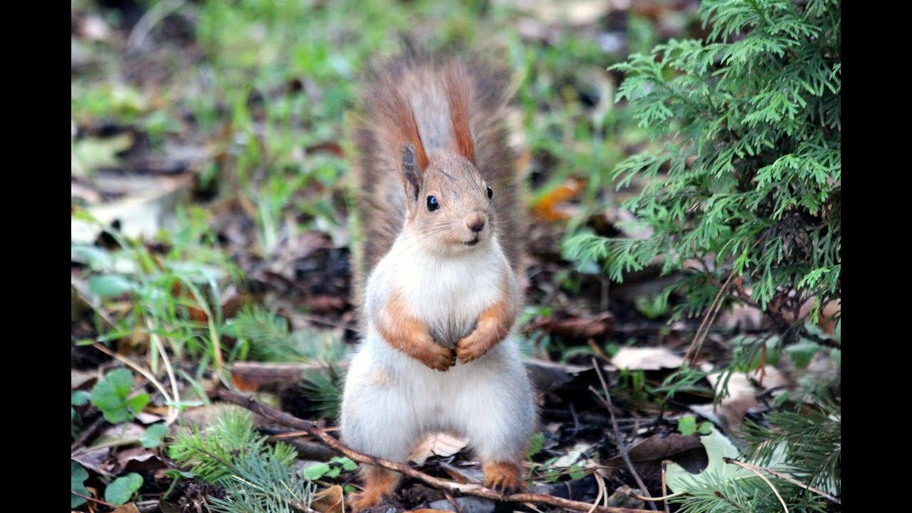 Baby Squirrels Eating Nuts And Frolicking About.