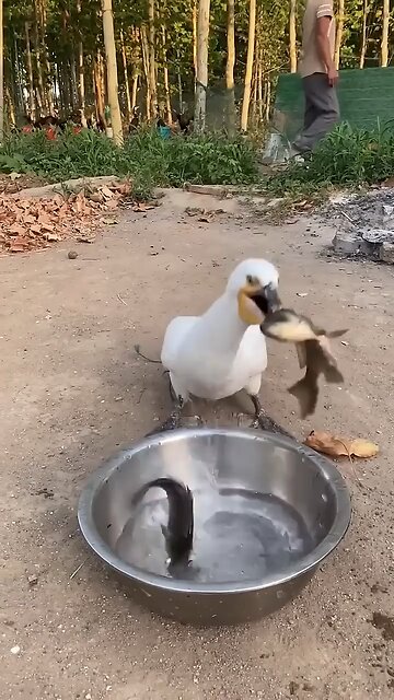 Duck Eating fish