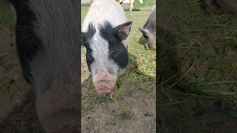 Cute pugs eating grass and enjoying life (turn up the volume and you can heat them chomping) #shorts