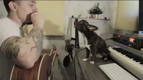 Chihuahua é um talento musical do mundo canino