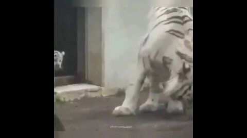 White Tiger Funny Moments 🤣#UbertainmentFun #Shorts #ytshorts #Dogs #Animals #Fun