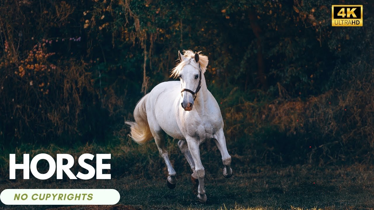 Horse No Cupyright Videos |Horse Drone Stock Footage |Animal |Beautiful Horses