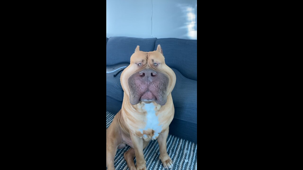 HUGE Pit Bull or Piggy??? 🦁🐷😂