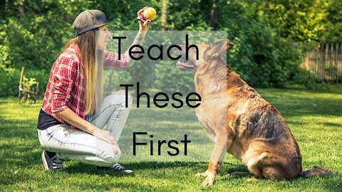 Top three things to "TEACH" a new dog