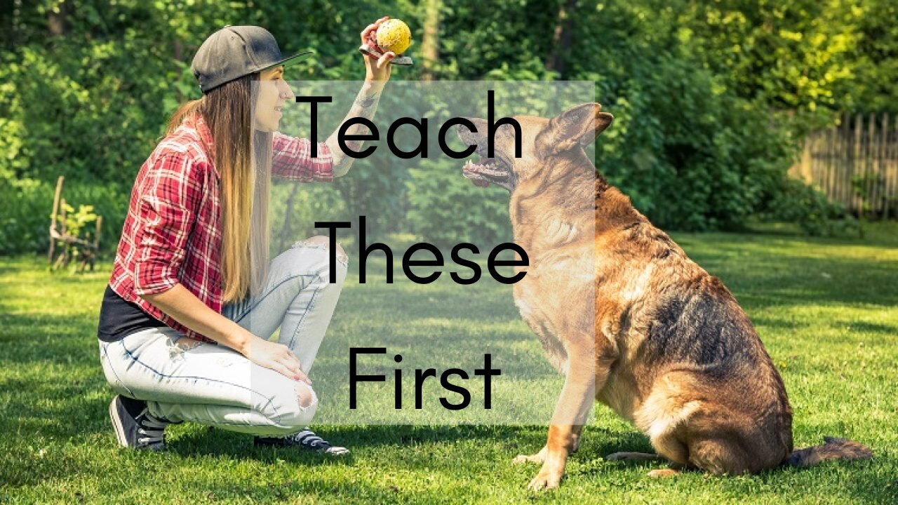 Top three things to "TEACH" a new dog