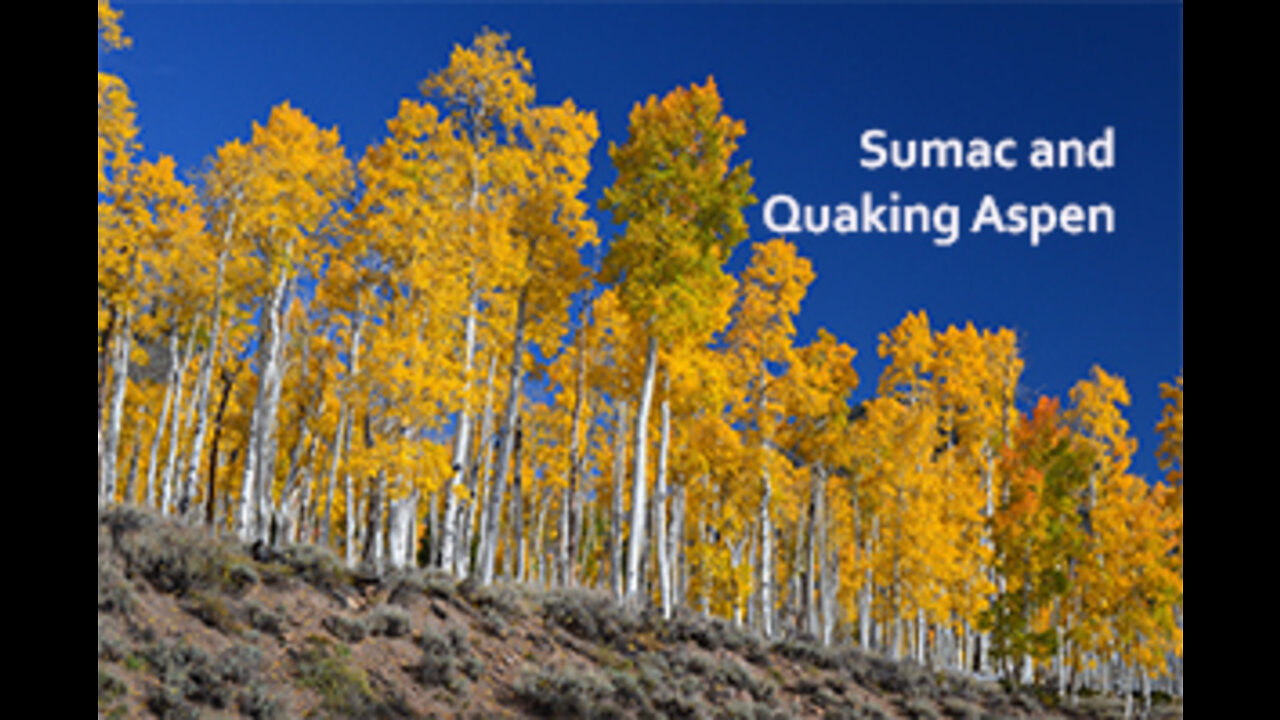 PFTTOT Part 198 Benefits of Sumac and Quaking Aspen