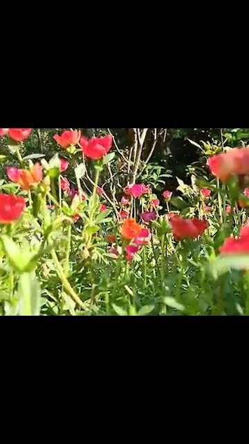combination of honey bee Portulaca grandiflora flower