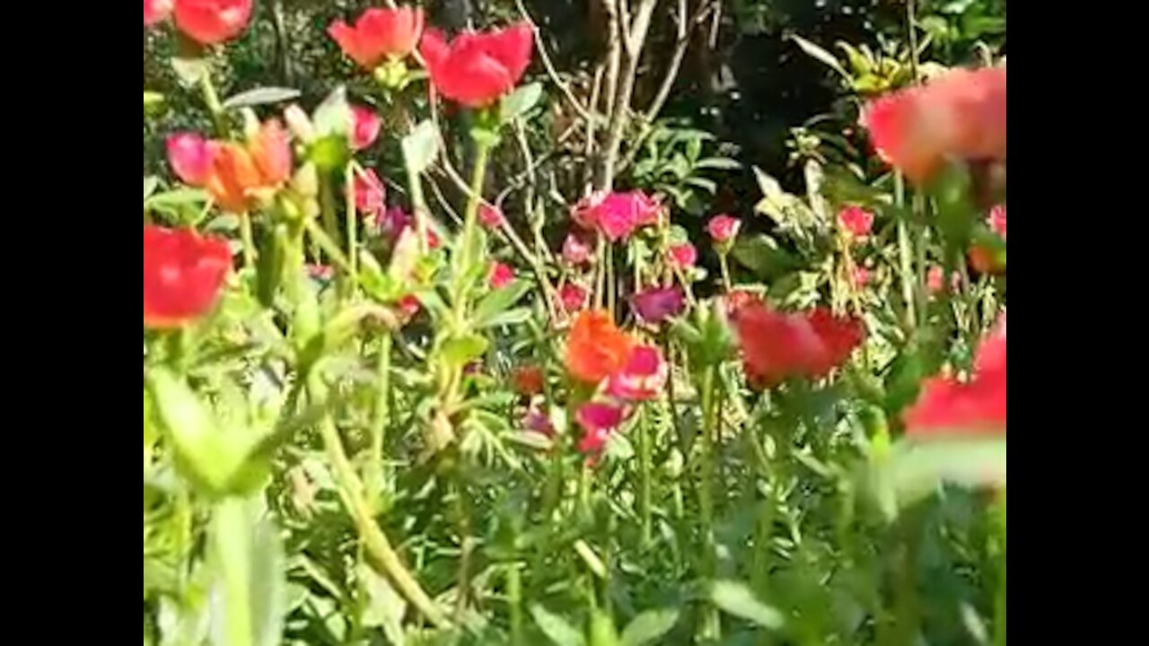 combination of honey bee Portulaca grandiflora flower