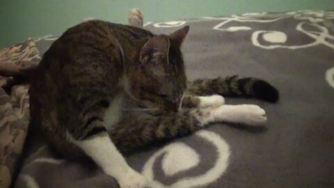 Late Night Cat Grooming