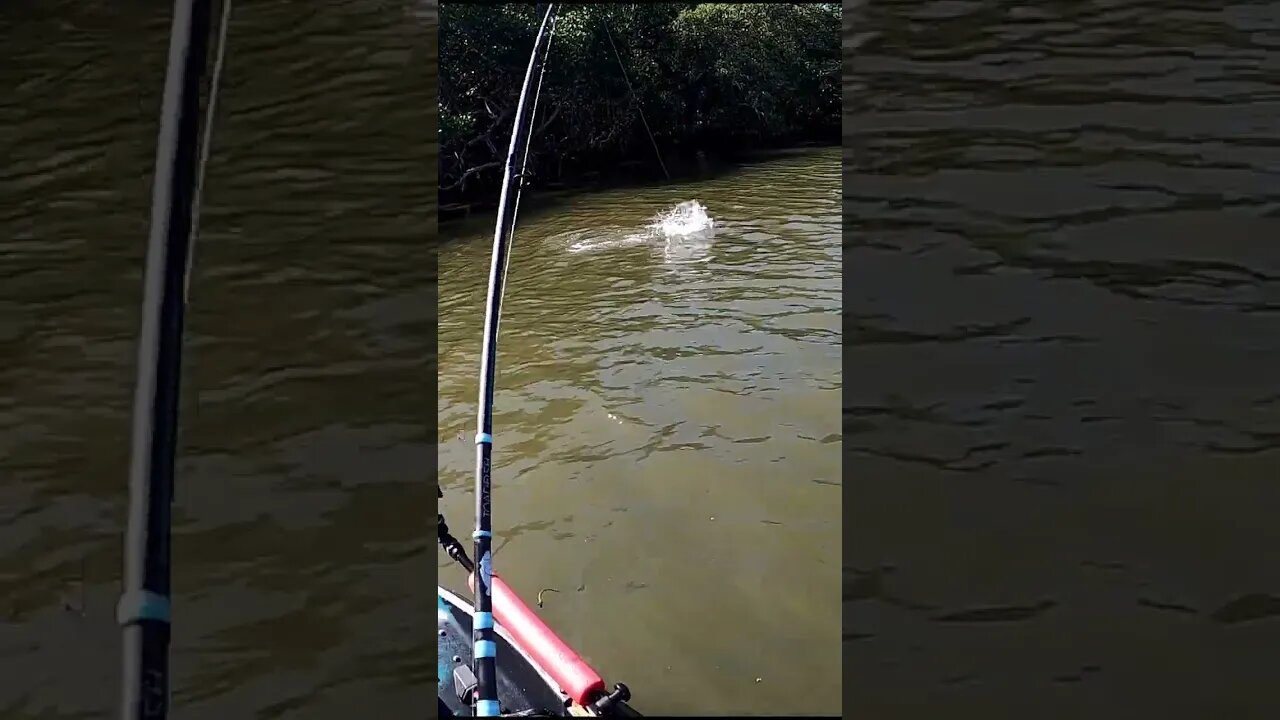 SNOOK On Slam Shady Diezel Minnow in Tampa Bay #shorts #fishing #florida