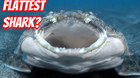 What Make The Angel Sharks So Weird