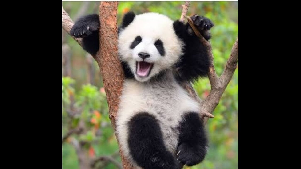 Very cute and funny pandas 🐼