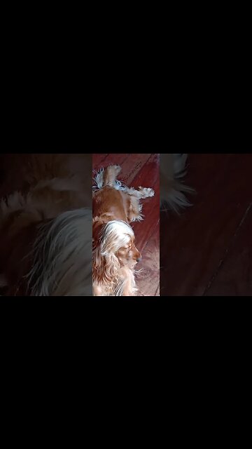 #dogshow , #animals , #dogs , #shorts