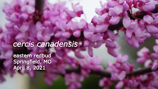 Eastern Redbud April 8, 2021