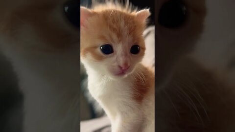 The cutest kitten 😻