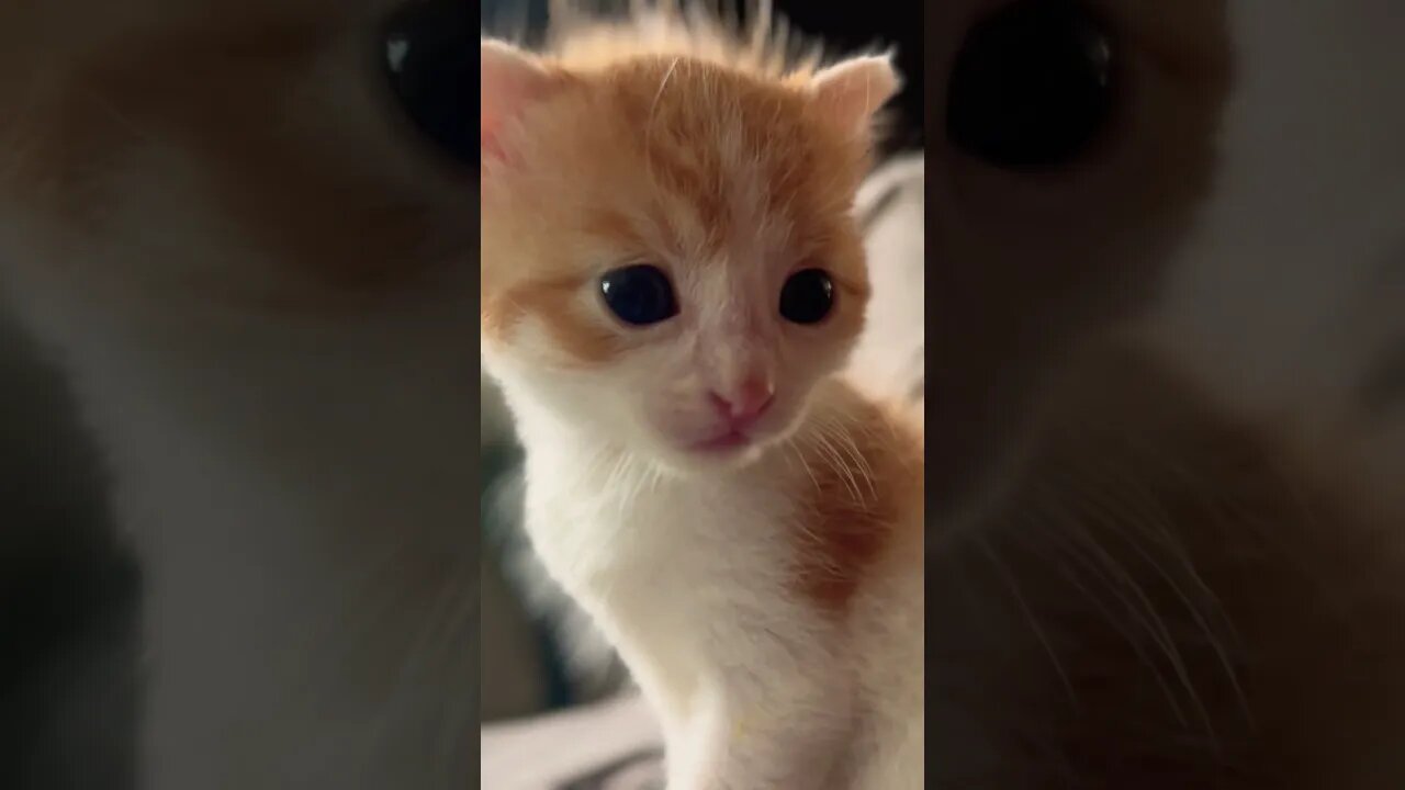 The cutest kitten 😻