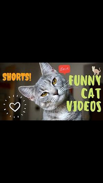 😻cute kittens❤#shorts