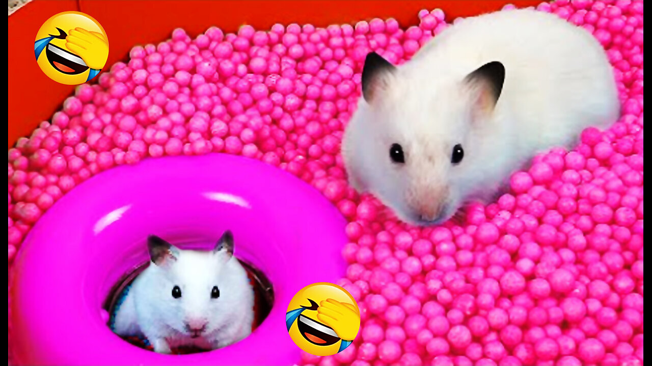 Ball Pool Maze Hamster 2023