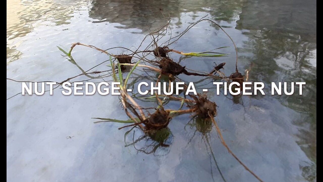 What Is Chufa - Nut Sedge - Tiger Nut and How to Eat It