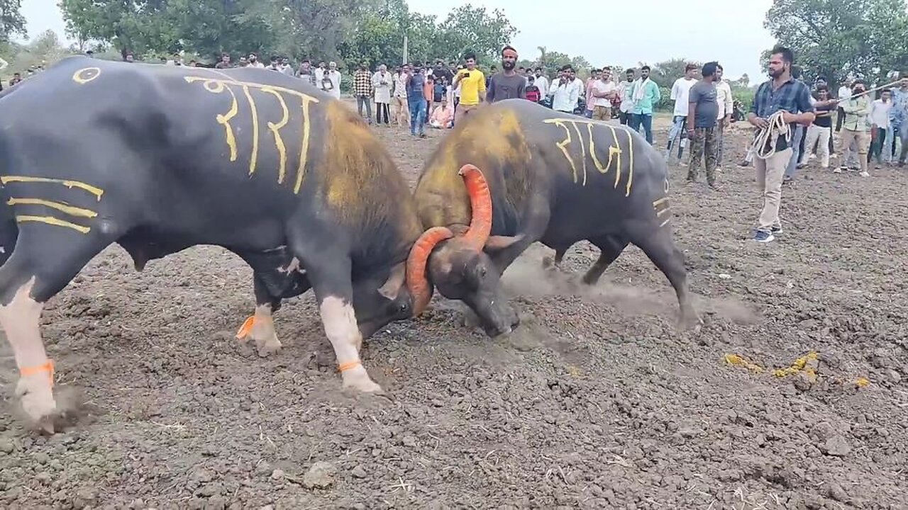 Local buffalo fight in village (Shera and Raja Buffalo Fight)